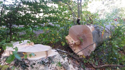 Frisch gefällte Buche mit hellem Stammquerschnitt