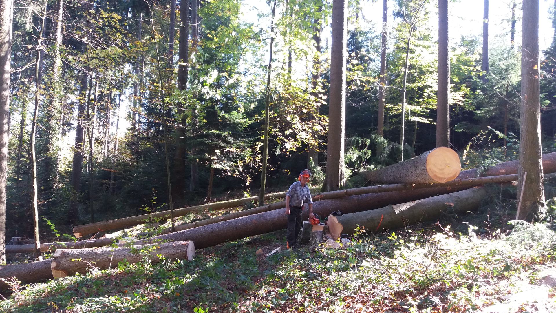 Holzfäller mit Motorsäge neben gefällten Stämmen im Wald bei Binz